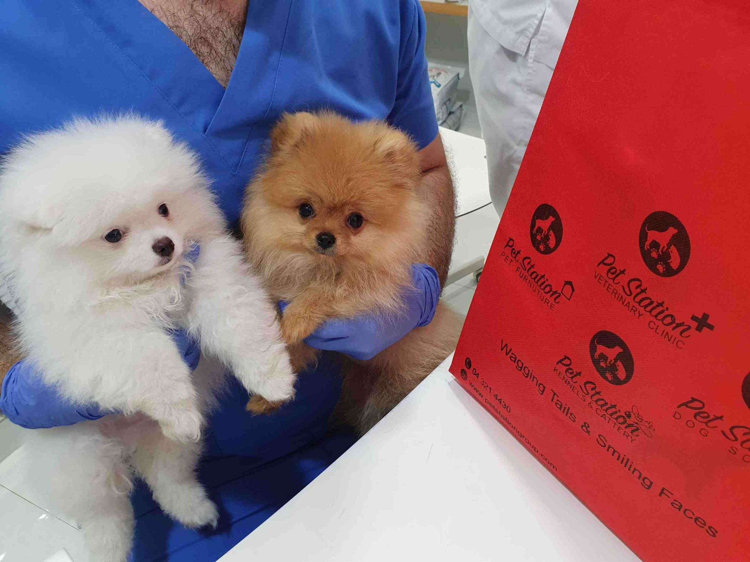 pet clinic dubai Pet Station Group