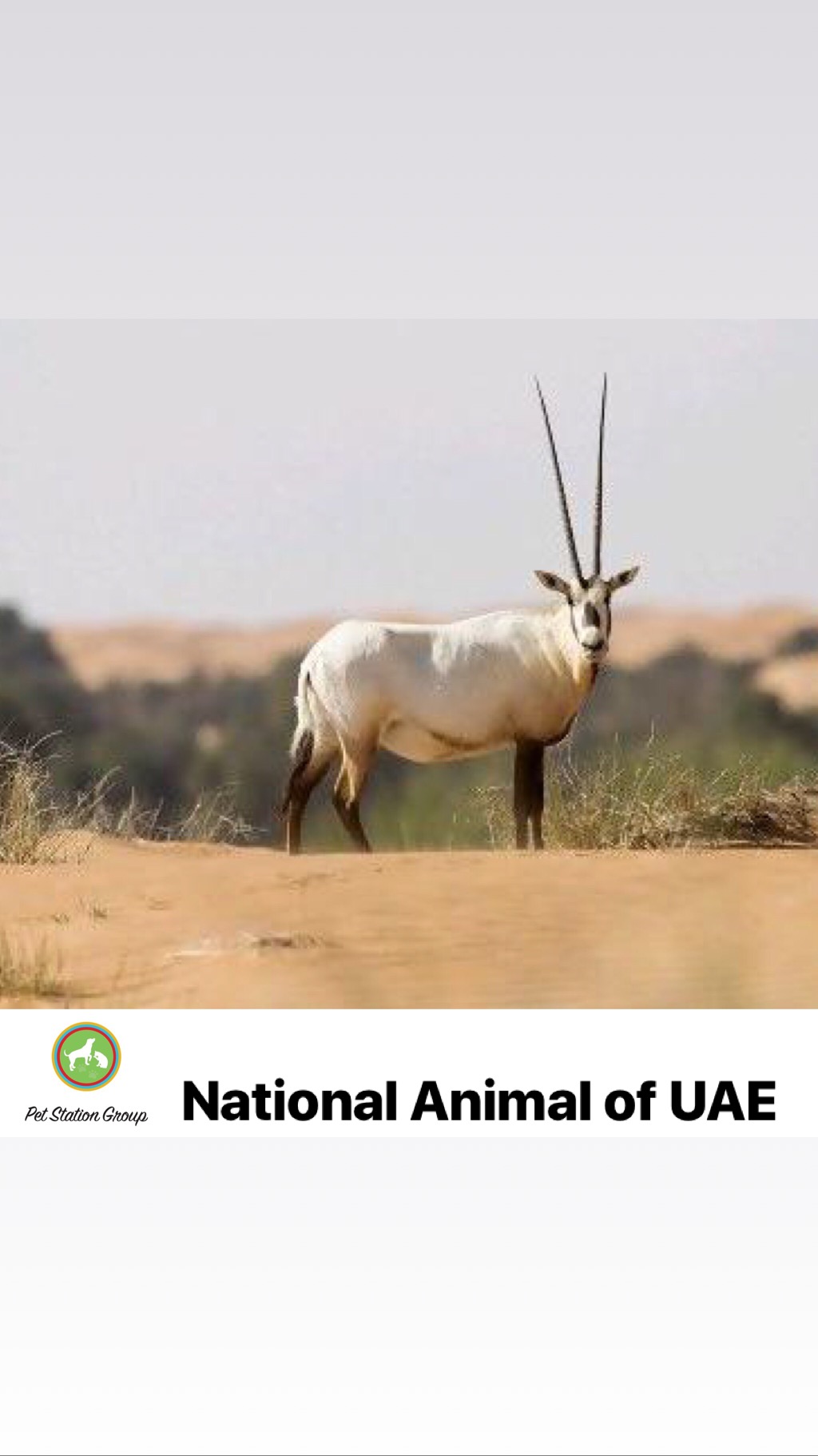 National Animal | Pet Station Group National Animal | Pet Station Group